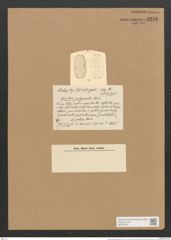 Amphora polyzonata Castrac. (de-Toni-Nr.: Genus 36, Species 1694) Zeichnungen Sammlung Grunow Nr. 3238 (NHMW-BOT-W0370703)